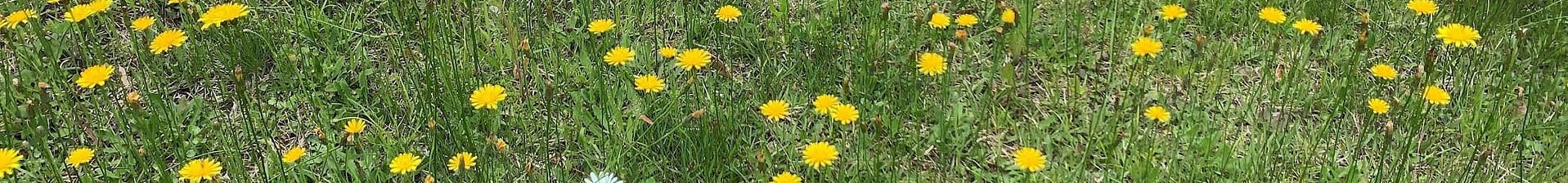 Social Self Study(ソーシャル・セルフ研究)